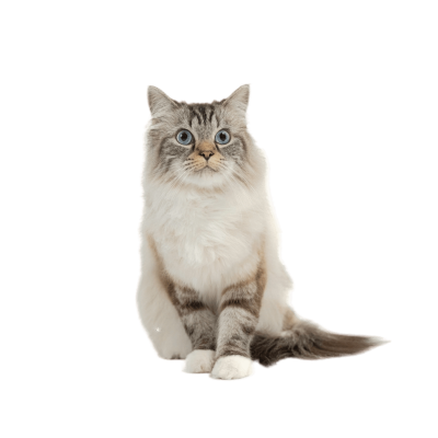 Ragamuffin Cat Breed Photo